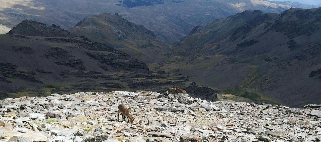 Refugio Alpujarra Alta Panzió Trevélez Kültér fotó